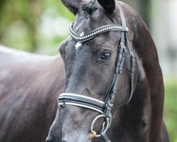 dressage horse Zunday Pé (Hanoverian, 2015, from Blue Hors Zee Me Blue)