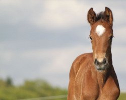 jumper Lightning Pú (Hanoverian, 2018, from Light my Fire)