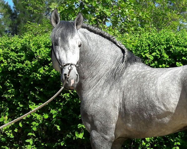 stallion Enojado VII (Pura Raza Espanola (PRE), 2013, from Latero VI)