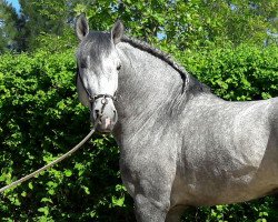 horse Enojado VII (Pura Raza Espanola (PRE), 2013, from Latero VI)