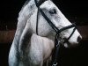 jumper Capitano L (Oldenburg show jumper, 2007, from Cartogran)