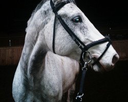 jumper Capitano L (Oldenburg show jumper, 2007, from Cartogran)