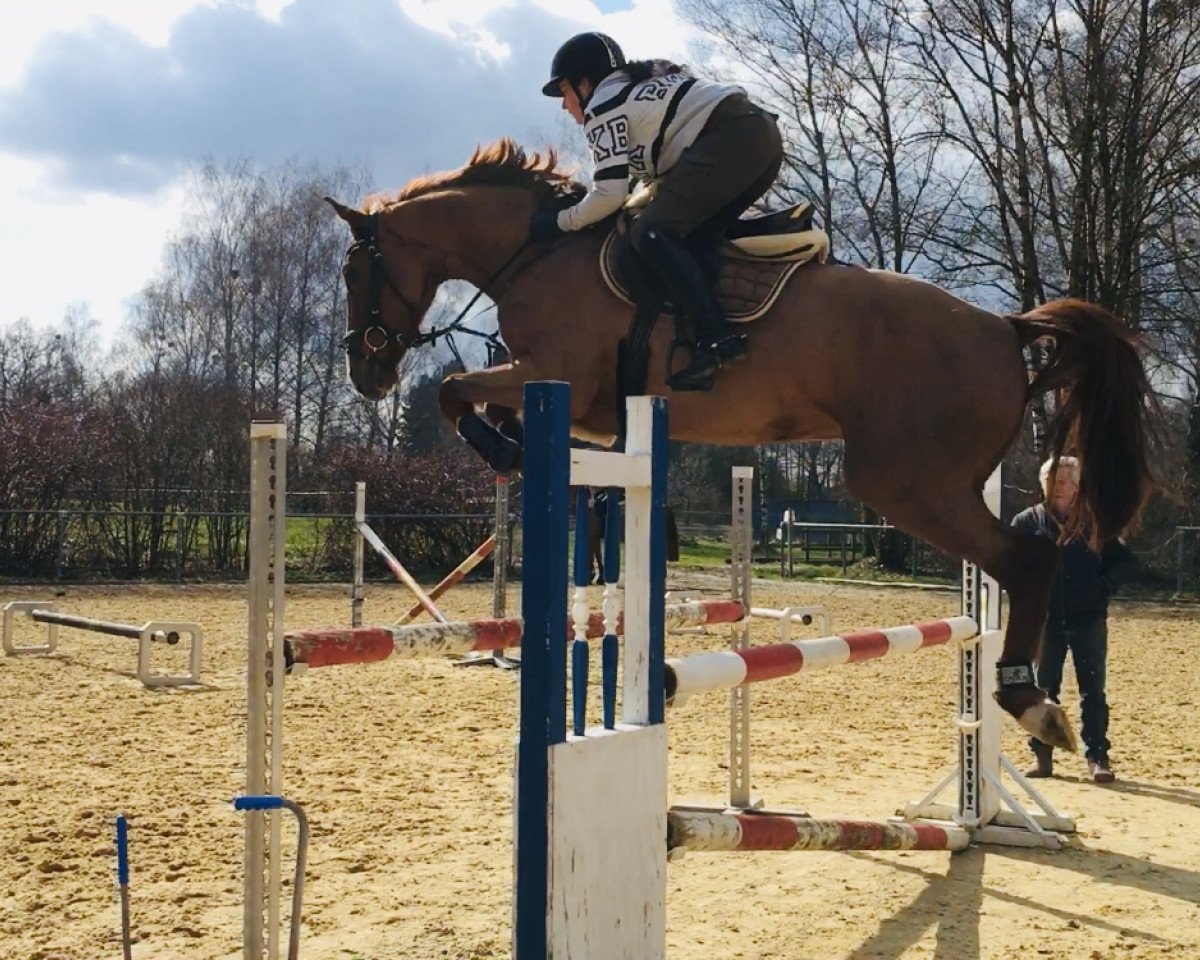 jumper Vaya de La Pomme (Oldenburg show jumper, 2016, from Vagabond de la Pomme)