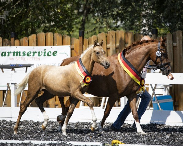 dressage horse GS Bella Sunshine (German Riding Pony, 2020, from Jonker's Socrates)