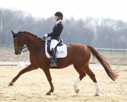 dressage horse Diavolo H.s. (Bavarian, 2010, from De Niro)