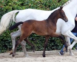 jumper Colin Ma'ee (Oldenburg, 2020, from Cornet de Semilly)