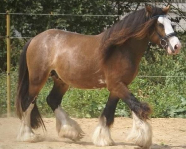 stallion Ostfriesland's Chocolate Chips (Tinker / Irish Cob / Gypsy Vanner, 2015, from Camaro)