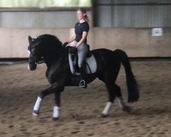 dressage horse Pelargos W (Trakehner, 2015, from Hirtentanz 2)