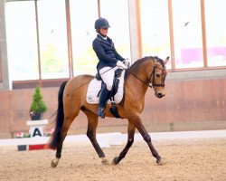 dressage horse Mister Toffee (German Riding Pony, 2010, from Miraculix)