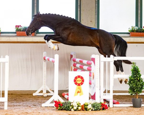 dressage horse Calli F³rchtenix (German Sport Horse, 2016, from Carleyle)