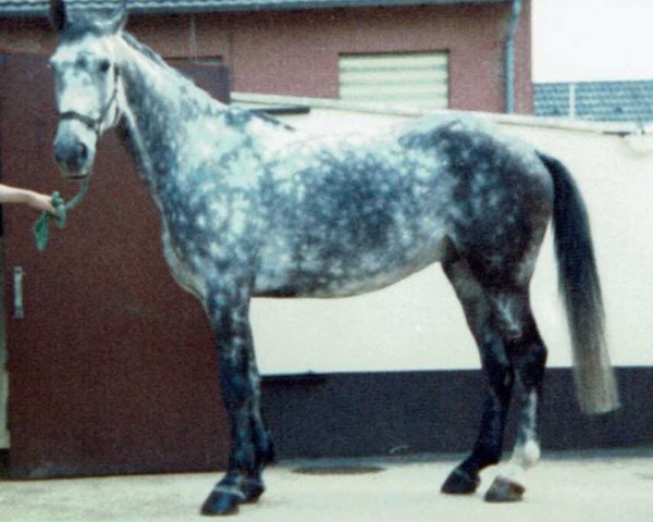 Pferd Don Goli (Rheinländer, 1977, von Dreiklang)