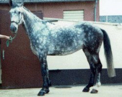 Pferd Don Goli (Rheinländer, 1977, von Dreiklang)