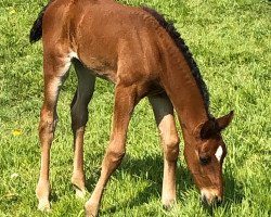 Dressurpferd Ella elle l'a B (Oldenburger, 2020, von Erdinger)