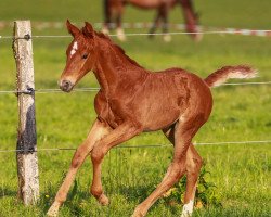 broodmare Mai-Blume (Oldenburg, 2020, from DSP Marc Cain)