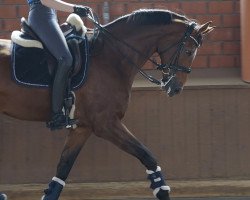 dressage horse Bella Granata 2 (Oldenburg, 2012, from Belissimo NRW)