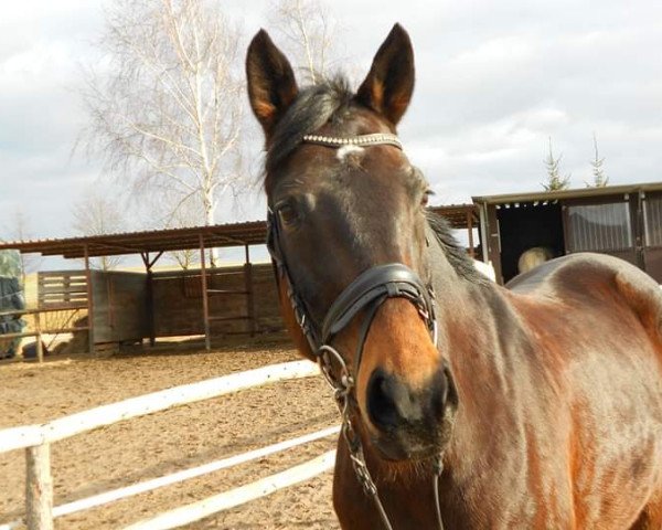 horse Herzfürstin 2 (Zweibrücken, 2003, from Fürst Heinrich)