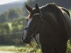 dressage horse Bonito Dream (Hanoverian, 2010, from Benetton Dream FRH 1301)