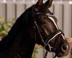 dressage horse Madam's Moonlight (Nederlands Welsh Ridepony, 2014, from Steerwolde's V.I.P.)