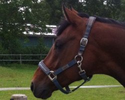 dressage horse Sportsgeist (Westphalian, 2008, from Spielberg)