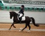 dressage horse Sir Ricardo go for Gold (German Riding Pony, 2007, from Stukhuster Ricardo Go For Gold)