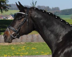 Zuchtstute Merci Mille Coe (Trakehner, 2003, von Lafayette)