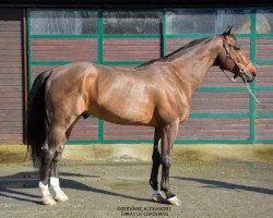 stallion Rinaldo des Isles (Selle Français, 2005, from Kannan)