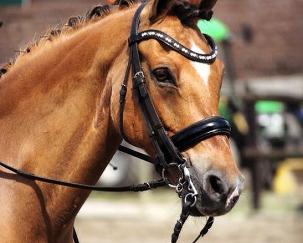 dressage horse Dubai S (German Riding Pony, 2007, from HB Daylight)