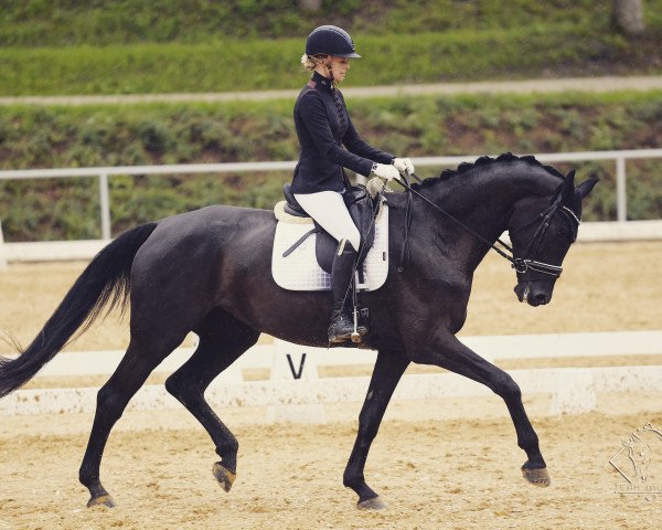 dressage horse Pures Glück 3 (German Sport Horse, 2015, from Birkhof's Zalando OLD)