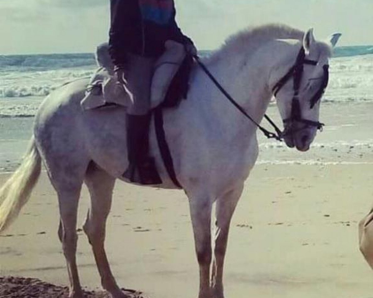 Pferd Nexicana (Pura Raza Espanola (PRE), 2006)