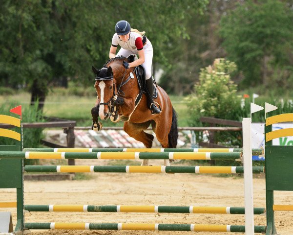 jumper Deleila Mehari (German Sport Horse, 2007, from Del Martino)