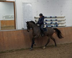 dressage horse Chelsey 17 (Westfale, 2012, from Chin Win)