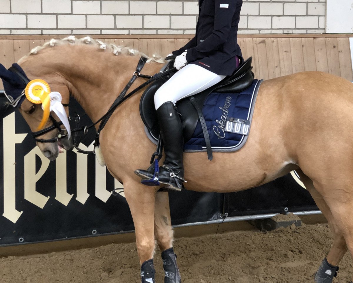 broodmare Lightning's Lini von Emelwerth (Nederlands Welsh Ridepony, 2011, from Casablanca Emelwerth)