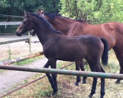 dressage horse Heritage du Coeur (unknown, 2017)