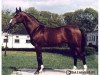 stallion Barok (Little-Poland (malopolska), 1987, from Kwartet AA)