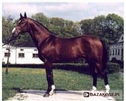 stallion Barok (Little-Poland (malopolska), 1987, from Kwartet AA)