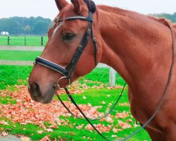 dressage horse Fountain of Joy (Hanoverian, 2012, from Foundation 2)