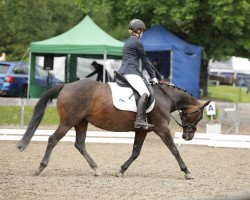 horse Lymerik's Lissy (polish noble half-breed, 2010, from Limeryk)