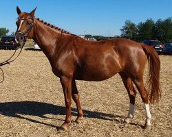 dressage horse Die da 18 (Deutsches Reitpony, 2015, from D-Day AT)