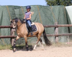 Dressurpferd Die Eiskönigin B (Deutsches Reitpony, 2017, von Dreiklang AT)