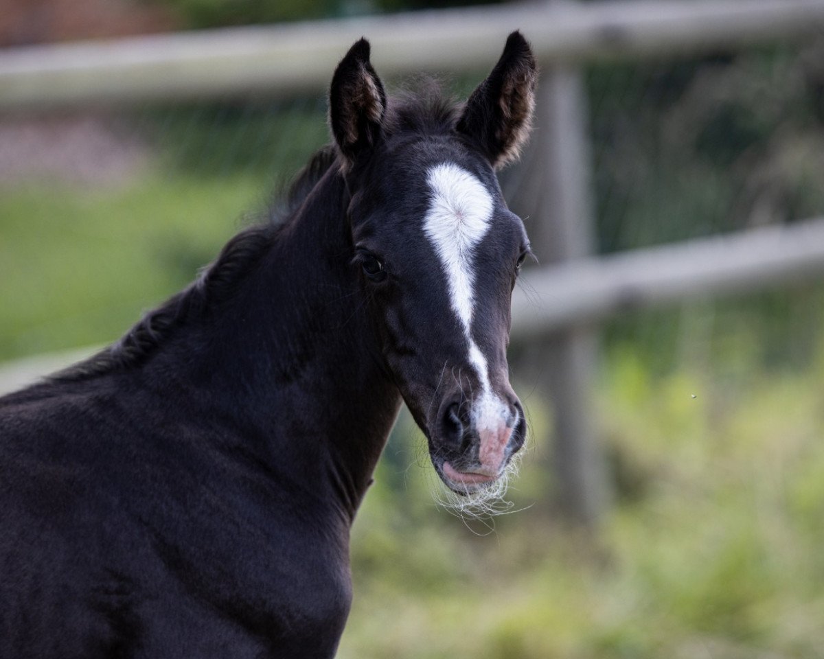 horse Grembeck's Kalani (Westphalian, 2020, from Kane)