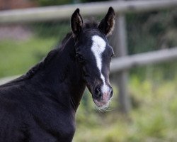 Pferd Grembeck's Kalani (Westfale, 2020, von Kane)