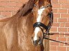 dressage horse Escolina B (Oldenburg, 2017, from Escolar)