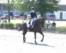 dressage horse Saint Tropez (Hanoverian, 2010, from Sarkozy 3)