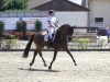 dressage horse Brooklyn 40 (Westphalian, 2015, from Baccardi)