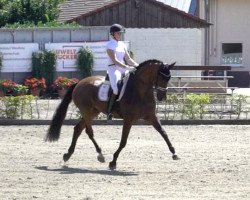 dressage horse Brooklyn 40 (Westphalian, 2015, from Baccardi)