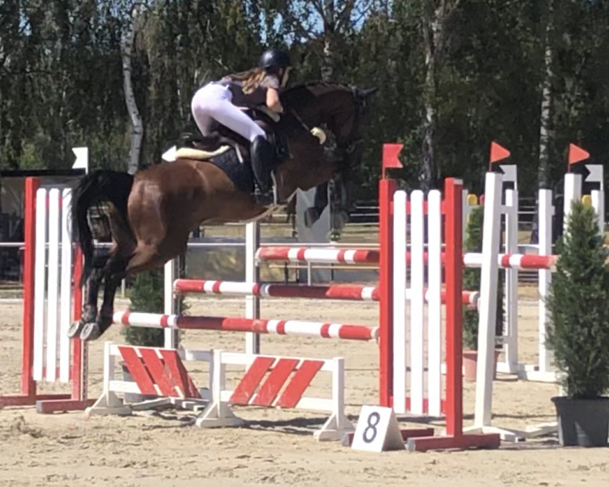 jumper Fleur du Soleil 6 (German Sport Horse, 2013, from La Bostello)