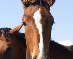 jumper Goldrush RF (Irish Sport Horse, 2017, from Glasgow van het Merelsnest)