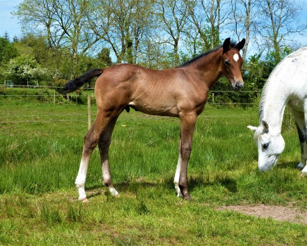 Springpferd Zack Blue Z (Zangersheide Reitpferd, 2019, von Zirocco Blue)