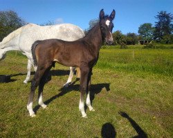 Springpferd Ignite RF (Irish Sport Horse, 2019, von Indigo VDL)