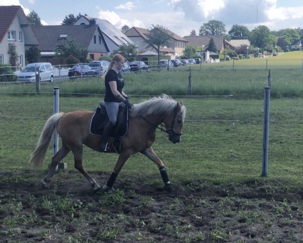 broodmare Damee van de meul'nwieke (Haflinger, 2013, from Whetu)